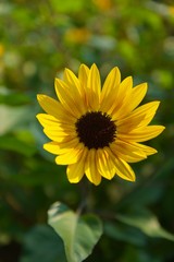 ひまわりの肖像
ひまわりのポートレイト