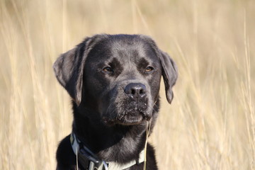 Labrador in Beobachtung