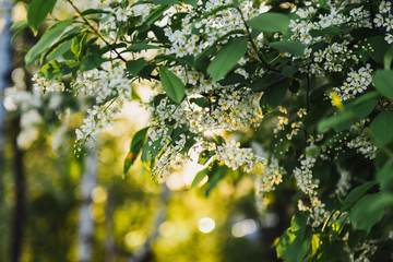 blooming bird cherry springtime sunset warm light