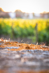autumn leaves on the ground
