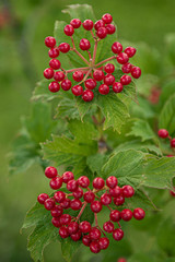 Bunch of red viburnum berries and green leaves on a branch
