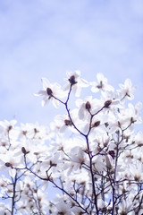 Blooming Magnolia Flower in Spring