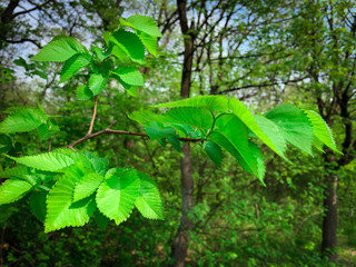 Young green leaves on a tree branch of an elm during early spring