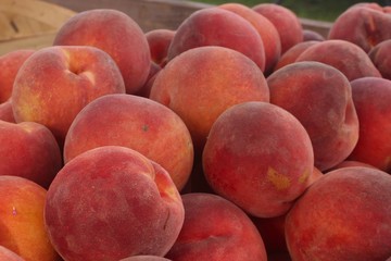 A basket of peaches set up at a farmer's market