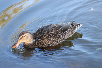 duck in the water