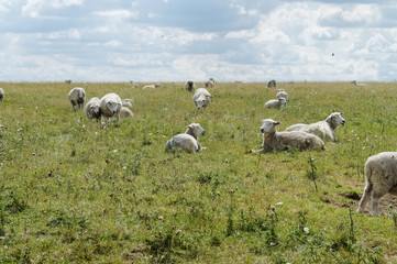 Obraz premium Flock of sheep on the meadow in England.