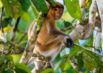 Kinabatangan river, Sabah, Borneo- JANUAR 2019: A proboscis monkey on a tree along the Kinabatangan...