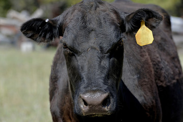 Black cow squinting in bright sunlight.