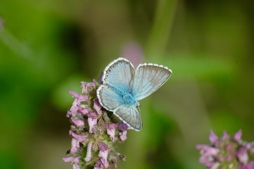 argus bleu sur fleur mauve