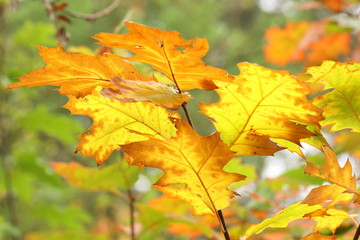 Naklejka na ściany i meble The yellow autumn leaves of an American oak.