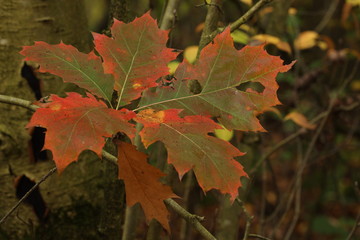Colorful autumn leaves on a branch, close up.