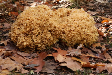 The large sponge fungus between the autumn leaves.