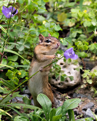 Chipmunk stock photos. Picture. Portrait. Image. Close-up profile view playing and smelling a flower in a rock garden.