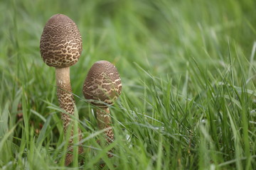 Young novice Macrolepiota procera, large parasol mushroom with a long stem and large cap. 