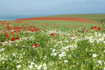field of poppies