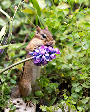 Chipmunk stock photos. Chipmunk close-up profile view standing on a rock and smelling a wildflower. Picture. Portrait. Image.