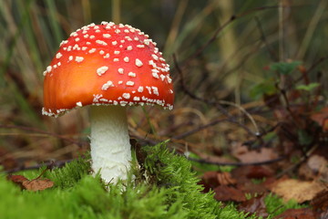 One fly agaric in the moss,up close.