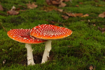Two fly agarics right next to each other,up close.	