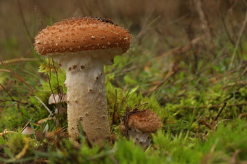 	
One fly agaric in the moss,up close