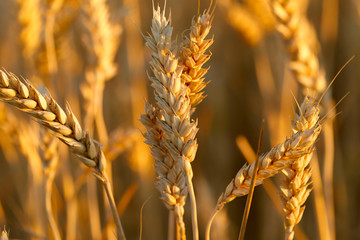 Natural yellow background. Ripe ears of wheat on the field close-up. Wheat ears texture. Close-up, cropped, horizontal, nobody, space for text. Agriculture concept.