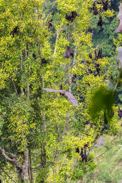 Ngarai Siranok, canyon, river, Kecamatan Guguk Panjang, Kota Bukittinggi, Sumatra Barat, Indonesia, flying dog,sawa