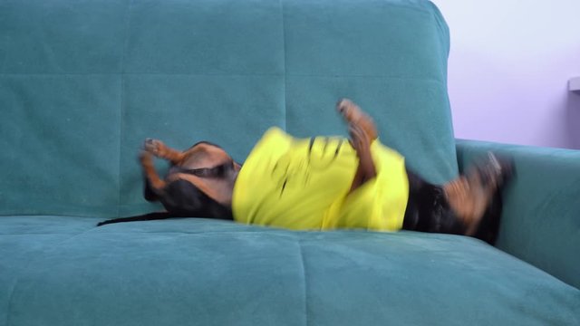 Dachshund dog is having fun playing with stuffed toy, fooling around and rubbing against sofa. Entertainment for pet when it is left alone at home. Scratching stuff for growing teeth of puppies.