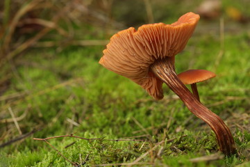 The royal mantle mushroom in the moss, up close.