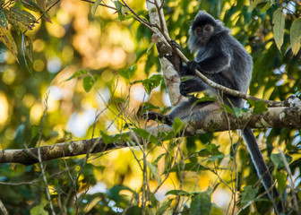 Kinabatangan river, Sabah, Borneo- JANUAR 2019: Portrait of a wild cute monkey with a mohawk...