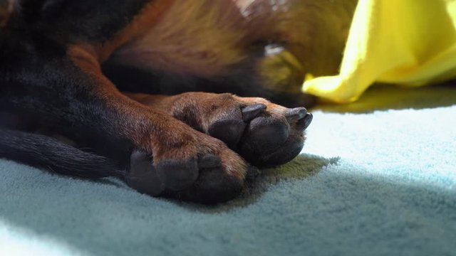 Hind paws of sleeping dog lie quietly on blanket, close up. Sunlight brightly illuminate and warm resting pet. Belly of animal rises and falls steadily due to calm breathing.