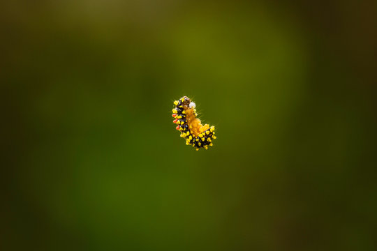 Ngarai Siranok, canyon, river, Kecamatan Guguk Panjang, Kota Bukittinggi, Sumatra Barat, Indonesia, flying dog,sawa