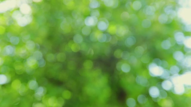 Natural green background. Defocused abstract green bokeh background. Tree foliage waving in the wind on a sunny day. Natural beauty concept.
