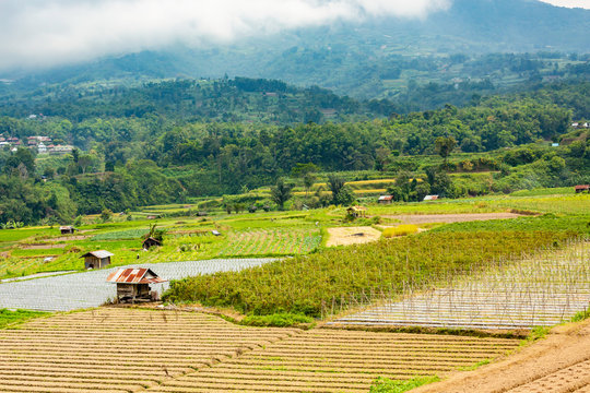 Ngarai Siranok, canyon, river, Kecamatan Guguk Panjang, Kota Bukittinggi, Sumatra Barat, Indonesia, flying dog,sawa
