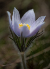 Fototapeta premium Macro Flower Bloom