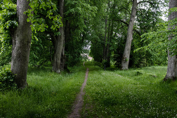 path in the forest