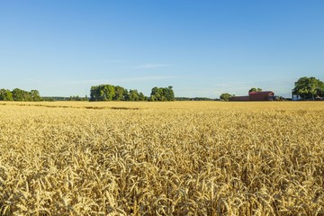 Beautiful landscape view wheat field in august. Agriculture concept. Sweden.