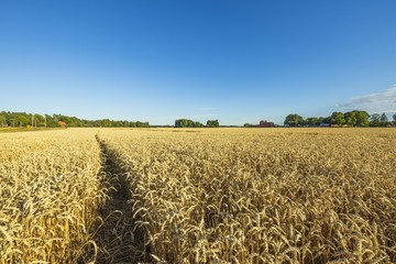 Naklejka premium Beautifiul view on wheat field in august. Agriculture concept. Sweden.
