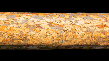 Tropical Texture:  tree bark detail isolated on black background