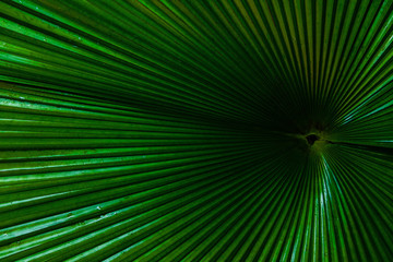 Obraz premium Tropical Texture: geometric fan palm leaf detail