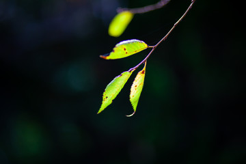 陽に照らされる葉っぱ