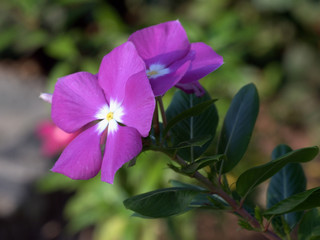 Flor tropical