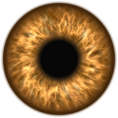 human eye iris