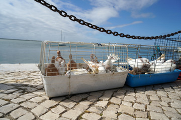 Closeup shot of ifferent birds in cages