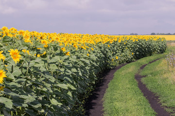 The road along the field of blooming sunflowers. Tula region. Russia.