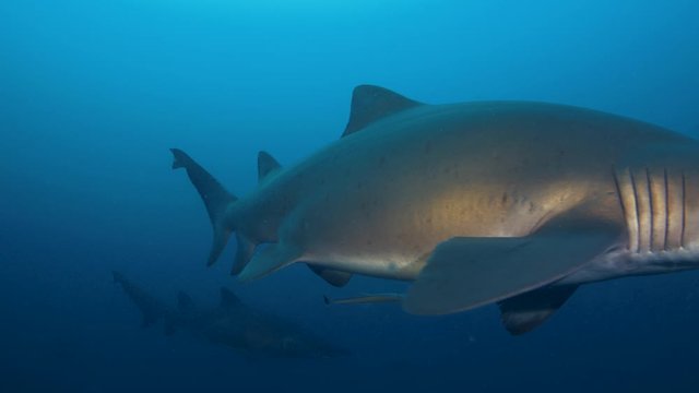 Stunning Underwater potrait shot of hovering grey nurse shark in the deep blue ocean,Australia