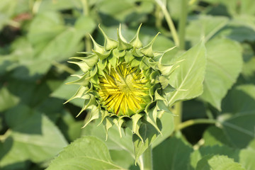 The sunflower is not yet blooming. 