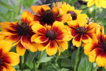 Flowers Blooming In The Cascade Gardens, Banff National Park, Alberta