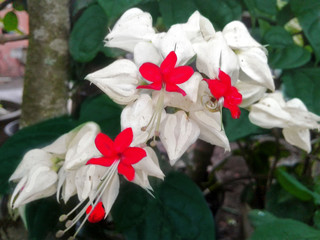 red flower on a green background