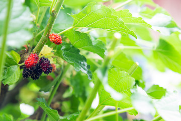 Fresh mulberry balls on the tree