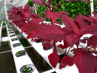 Hydroponic red spinach