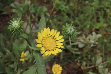 Closeup image of Gumweed Grindelia in an organic garden. Grindelia has a calming effect it useful in the natural treatment of asthma and bronchial conditions. Nature concept.